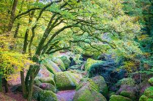 bosque naturaleza huelgoat en otoño foto