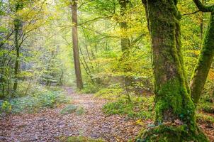bosque naturaleza huelgoat en otoño foto