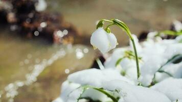 el primero primavera copo de nieve flores además llamado loddon lirio o leucojum vernum en el río banco. primavera floreciente flores cerca el agua. cierne copos de nieve en europeo bosque video