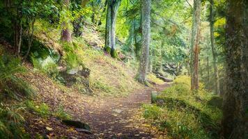 Forest hiking in Alsace forest photo