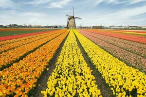 Netherlands colorful scenery and flowers photo