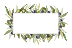 olive branches, feuilles et des fruits. couronne de branches olive arbre. aquarelle main tiré illustration. pour menu, emballage conception, mariage invitation, enregistrer le Date ou salutation carte. png