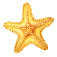 orange sjöstjärna. vattenfärg png