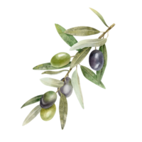 Olive branch with leaves and fruits. Watercolor illustrations isolated. For packaging design, wedding, stationery, greetings, wallpapers, and invitations png