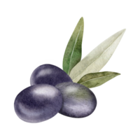 Olive Früchte und Blätter. Vegetarier Lebensmittel. Aquarell Hand gezeichnet Illustration. zum Speisekarte, Verpackung Design, Hochzeit Einladung, speichern das Datum oder Gruß Karte. png