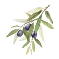 Olive branch with leaves and fruits. Watercolor illustrations isolated png