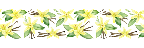 Yellow vanilla flowers, pods and leaves. Watercolor seamless border. Isolated. Orchid blossom. For greeting cards, postcard, menu, packaging design png