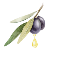 A drop of olive oil drips from the olive. Olive branch with leaves and fruits. Watercolor illustrations isolated. For packaging design, menu, marketing png