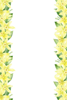 Frame of yellow vanilla flowers. Wreath with tropical exotic flowers. Watercolor illustration. Isolated. Flavoring for cooking. For greeting cards, postcard, scrapbooking, packaging design png