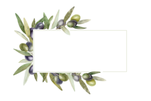 aceituna sucursales, hojas y frutas guirnalda de ramas aceituna árbol. acuarela mano dibujado ilustración. para menú, embalaje diseño, Boda invitación, salvar el fecha o saludo tarjeta. png