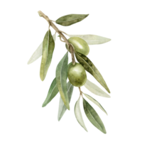 Olive branch with leaves and fruits. Watercolor illustrations isolated. For packaging design, wedding, stationery, greetings, wallpapers, and invitations png