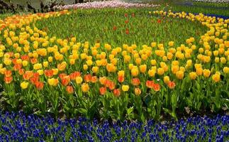 Países Bajos vistoso paisaje y flores foto