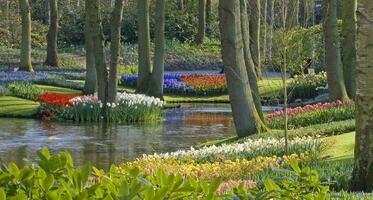 Netherlands colorful scenery and flowers photo