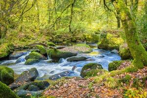 Forest nature Huelgoat in autumn photo