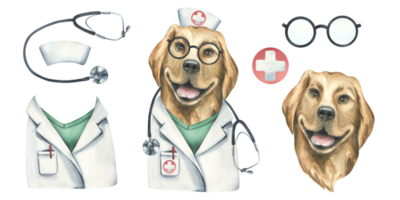 Portrait of a golden retriever dog in a doctor's costume. Watercolor illustration. An isolated object from the VETERINARY collection. For the design and design of advertising clinics, pharmacies. png