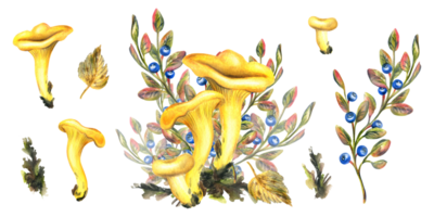 Forest chanterelle mushrooms with blueberry bushes, moss and autumn leaves. Watercolor illustration, hand drawn. Isolated elements and composition png