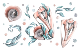 Seashells with a cut, with holes in the curls of algae. Watercolor illustration. A set of a large set of WHALES. For decoration and design of beach and summer prints. png