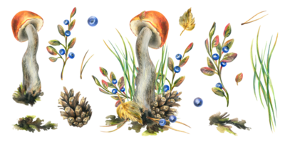 en uppsättning av skog svamp, boletus, och blåbär, kvistar, kottar, löv. vattenfärg illustration, hand ritade. isolerat png