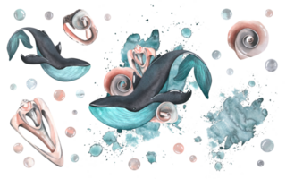 A whales with coral shells, bubbles and a turquoise spot of watercolor. Watercolor illustration hand drawn. A set composition with elements png