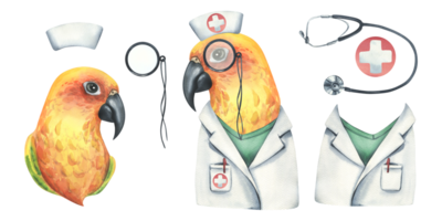 Yellow parrot is a doctor, in a medical gown and a cap with pince-nez. Watercolor illustration. Isolated objects from the VETERINARY collection. For the design. png