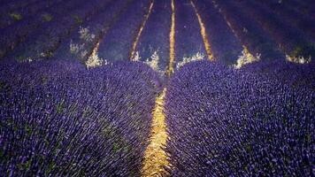 Field of lavenders flowers photo