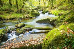 Forest nature Huelgoat in autumn photo