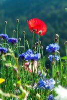 hermosas flores de colores foto