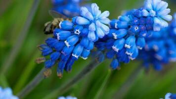 un abeja recoge néctar en un flor muscari video