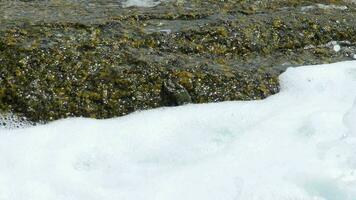 Crabs on the rock and rippled rockskipper fishes, rolling waves, close up, slow motion video