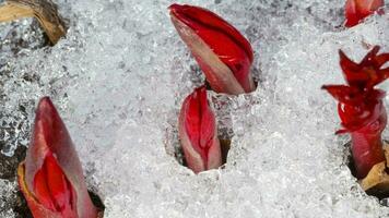 Time Lapse shot of melting snow unveiling peony sprout video