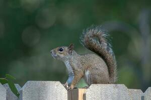 An eastern gray squirrel seen in profile while sitting on a garden fence in Texas. photo