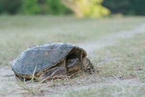 Portrait of a common snapping turtle on an early morning in June. photo