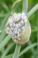 The opening flower bud of an allium plant in the summer garden. photo