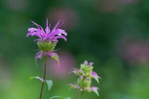 Monarda plants growing in a springtime garden in Texas. photo