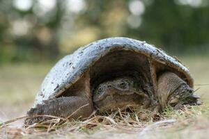 retrato de un chasquido Tortuga acecho el cámara. foto