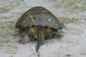 un común chasquido Tortuga descansando en un arenoso sendero en este Texas. foto