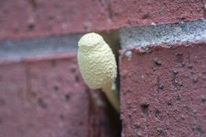 A mushroom growing in the space between two red bricks. photo