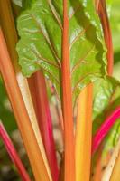 The colorful stems of a swiss chard plant growing in a vegetable garden. photo