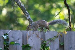 A squirrel on a wooden fence with a green and yellow background. photo