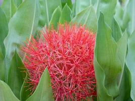 Shaped like a sphere, the blood lily flower is a highly ornamental addition to the summer garden. photo