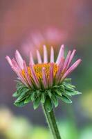 de cerca de el flor de un púrpura coneflower planta. foto