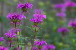 Vibrant purple blooms decorate a Texas garden photo