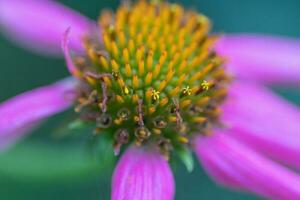Pink petals of yellow and green center of a purple coneflower bloom. photo