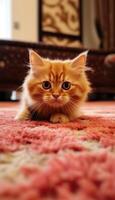 cue red cat on carpet in living room, photo