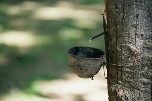 tocando látex caucho árbol y cuenco lleno con látex, cerca arriba de caucho árbol en el granja, caucho látex extraído desde caucho árbol. foto