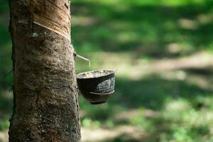 Tapping latex rubber tree and bowl filled with latex, close up of rubber tree in the farm, rubber latex extracted from rubber tree. photo