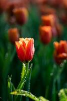 Close up buds of tulips with fresh green leaves at blur green background with copy space. Hollands tulip bloom in an orangery spring season. Floral wallpaper banner for floristry shop. Flowers concept photo