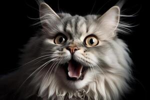 Portrait of a screaming cat. Surprised cat with open mouth meowing and asking for something. . photo