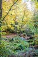 Forest nature Huelgoat in autumn photo