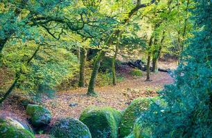 Forest nature Huelgoat in autumn photo